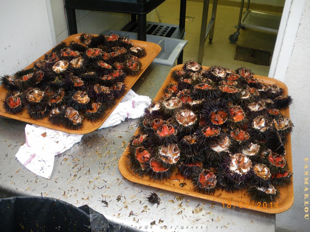 1 vieux rocher chez richard a juan les pins.JPG